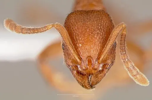 Stenamma heathi - CASENT0005816