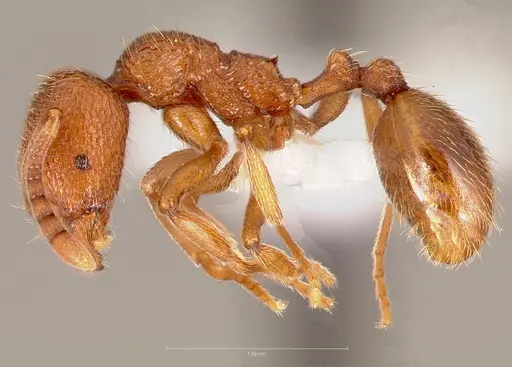 Stenamma heathi - CASENT0005816