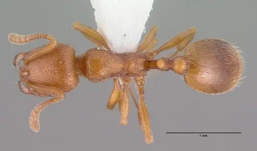 Stenamma heathi - CASENT0010694