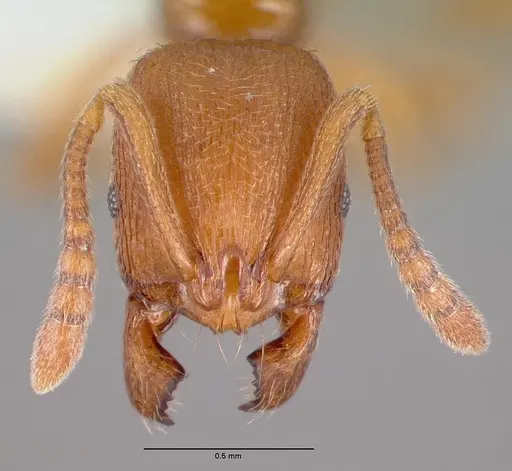 Stenamma heathi - CASENT0010694