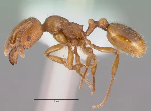 Stenamma heathi - CASENT0010694