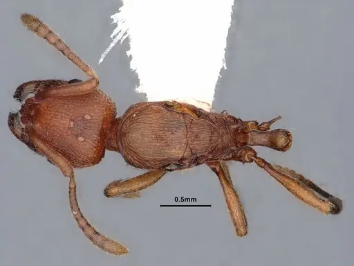 Stenamma heathi - CASENT0106733