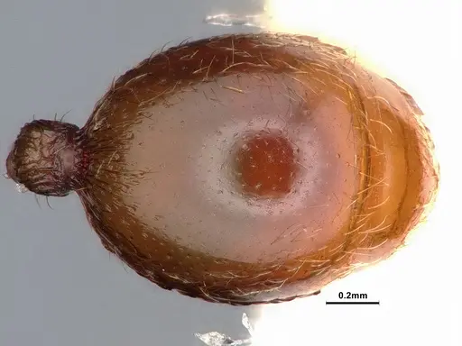 Stenamma heathi - CASENT0106733