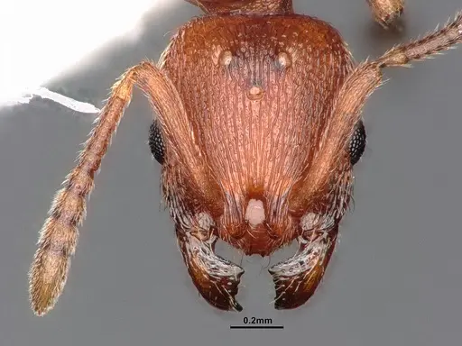 Stenamma heathi - CASENT0106733