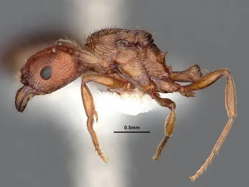 Stenamma heathi - CASENT0106733