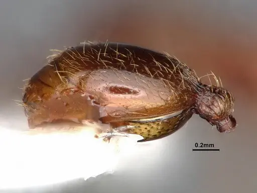 Stenamma heathi - CASENT0106733