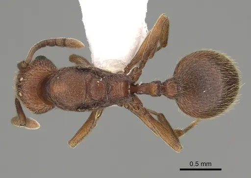 Stenamma heathi - CASENT0862157