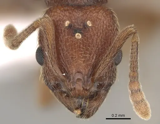 Stenamma heathi - CASENT0862157