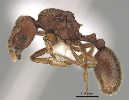 Stenamma heathi - CASENT0862157