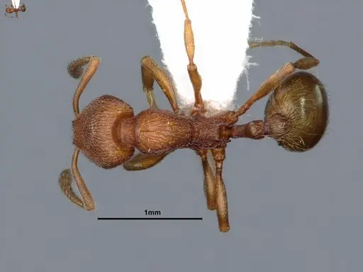 Stenamma heathi - CASENT0883299