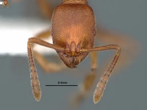 Stenamma heathi - CASENT0883299