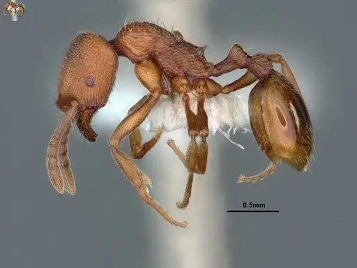 Stenamma heathi - CASENT0883299