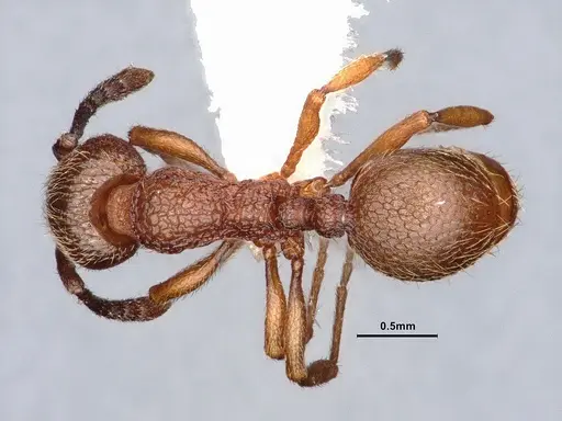 Stenamma heathi - CASENT0884248