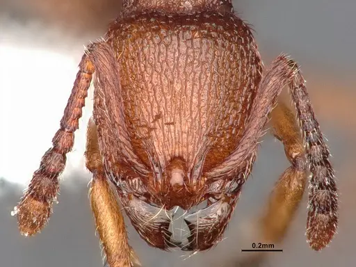 Stenamma heathi - CASENT0884248