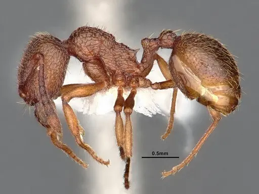 Stenamma heathi - CASENT0884248