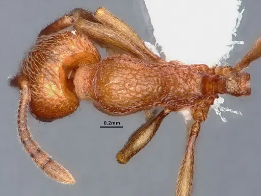 Stenamma heathi - CASENT0884436