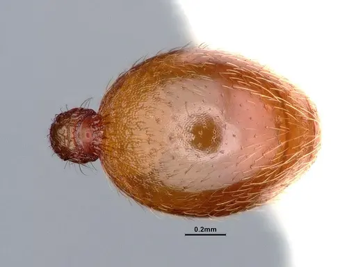 Stenamma heathi - CASENT0884436