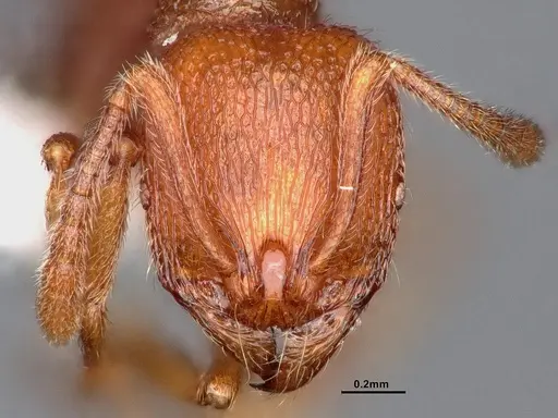 Stenamma heathi - CASENT0884436