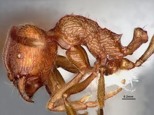 Stenamma heathi - CASENT0884436