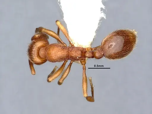 Stenamma heathi - CASENT0884437