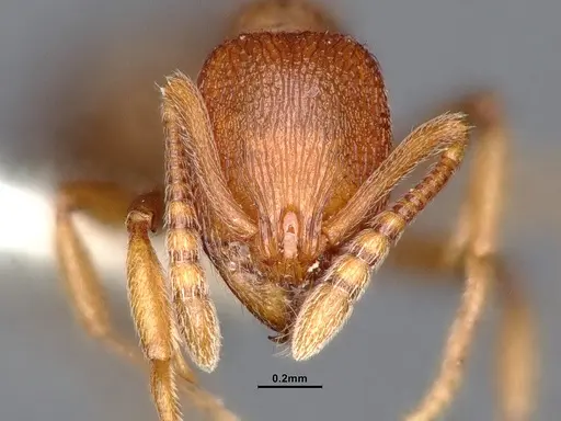 Stenamma heathi - CASENT0884437