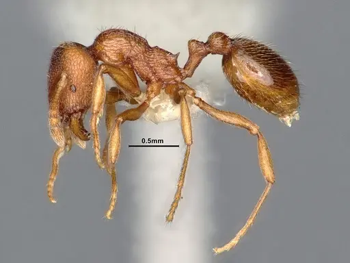 Stenamma heathi - CASENT0884437