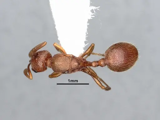 Stenamma heathi - CASENT0885518