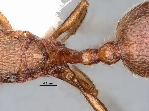 Stenamma heathi - CASENT0885518