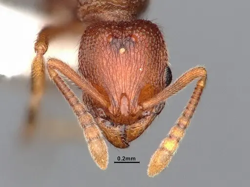 Stenamma heathi - CASENT0885518