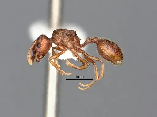 Stenamma heathi - CASENT0885518