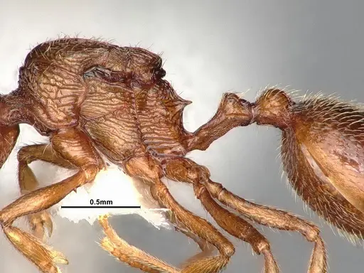 Stenamma heathi - CASENT0885518