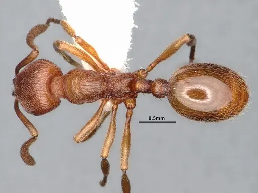 Stenamma heathi - CASENT0885523