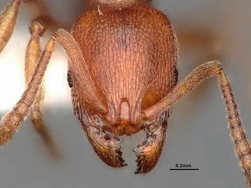 Stenamma heathi - CASENT0885523