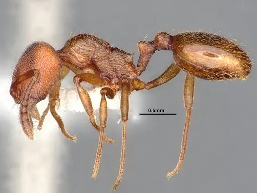 Stenamma heathi - CASENT0885523