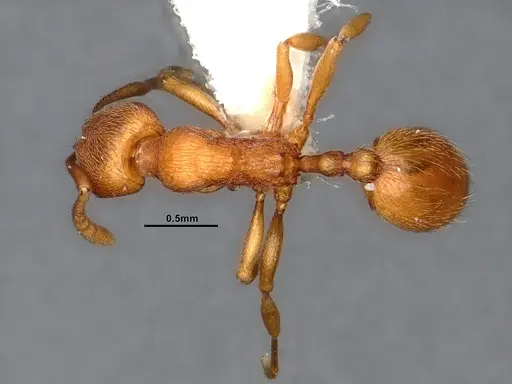 Stenamma heathi - CASENT4031360