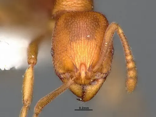 Stenamma heathi - CASENT4031360