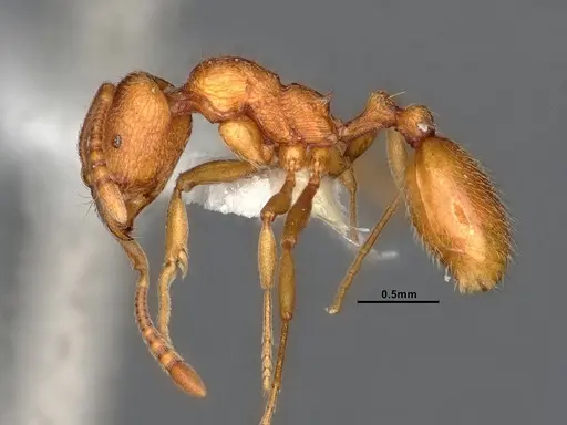 Stenamma heathi - CASENT4031360