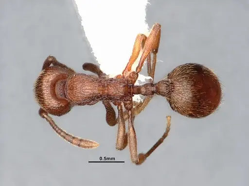 Stenamma heathi - CASENT4031374