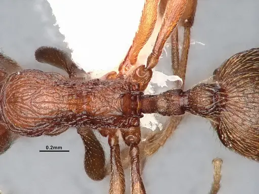 Stenamma heathi - CASENT4031374