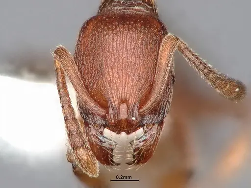 Stenamma heathi - CASENT4031374