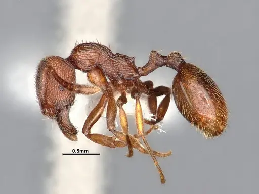 Stenamma heathi - CASENT4031374