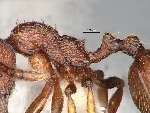 Stenamma heathi - CASENT4031374