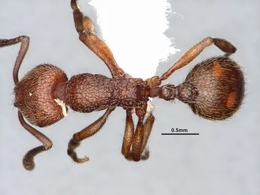 Stenamma heathi - CASENT4031375