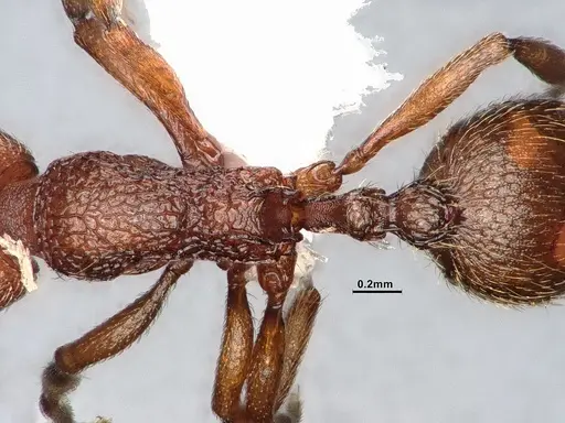 Stenamma heathi - CASENT4031375