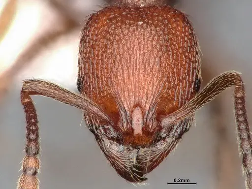 Stenamma heathi - CASENT4031375