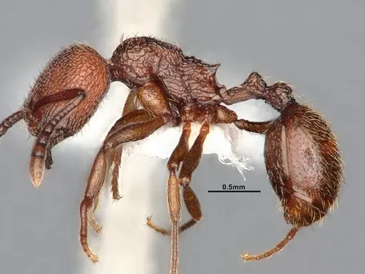 Stenamma heathi - CASENT4031375