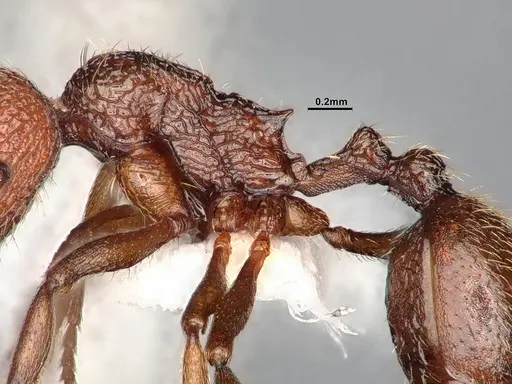 Stenamma heathi - CASENT4031375