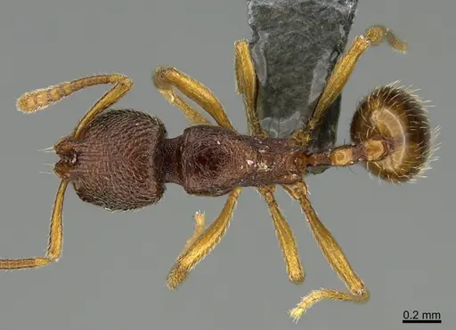 Stenamma hojarasca specimen