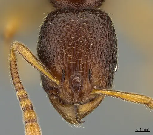 Stenamma hojarasca specimen