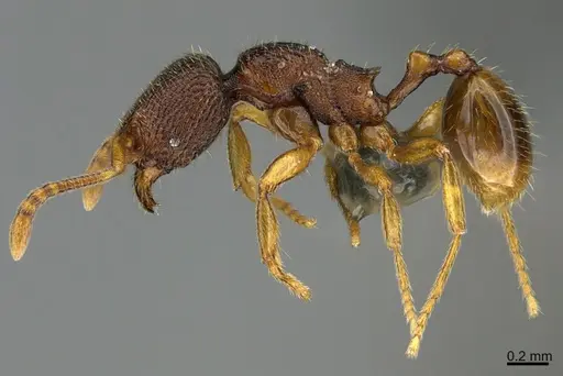 Stenamma hojarasca specimen